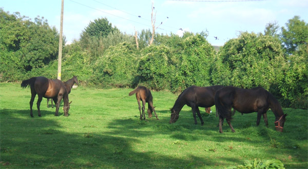 See our resident horses